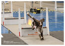 TRAILBLAZERS FLYBALL EVENT 11/6/22