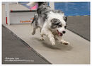 TRAILBLAZERS FLYBALL EVENT 11/6/22