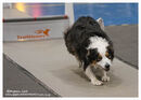 TRAILBLAZERS FLYBALL EVENT 11/6/22