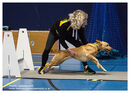 TRAILBLAZERS FLYBALL EVENT 11/6/22