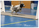 TRAILBLAZERS FLYBALL EVENT 11/6/22