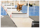TRAILBLAZERS FLYBALL EVENT 11/6/22