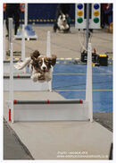 TRAILBLAZERS FLYBALL EVENT 11/6/22