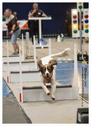 TRAILBLAZERS FLYBALL EVENT 11/6/22