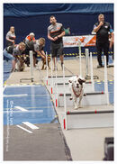 TRAILBLAZERS FLYBALL EVENT 11/6/22