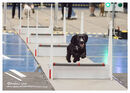 TRAILBLAZERS FLYBALL EVENT 11/6/22