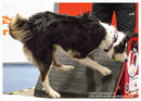 TRAILBLAZERS FLYBALL EVENT 11/6/22