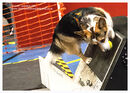 TRAILBLAZERS FLYBALL EVENT 11/6/22
