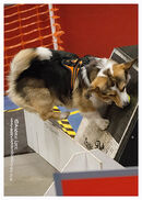 TRAILBLAZERS FLYBALL EVENT 11/6/22