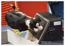 TRAILBLAZERS FLYBALL EVENT 11/6/22