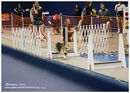 TRAILBLAZERS FLYBALL EVENT 11/6/22