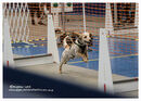 TRAILBLAZERS FLYBALL EVENT 11/6/22