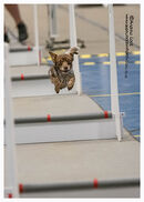 TRAILBLAZERS FLYBALL EVENT 11/6/22