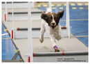 TRAILBLAZERS FLYBALL EVENT 11/6/22