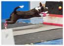 TRAILBLAZERS FLYBALL EVENT 11/6/22