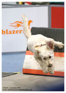TRAILBLAZERS FLYBALL EVENT 11/6/22