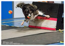 TRAILBLAZERS FLYBALL EVENT 11/6/22