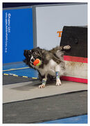 TRAILBLAZERS FLYBALL EVENT 11/6/22