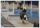TRAILBLAZERS FLYBALL EVENT 11/6/22
