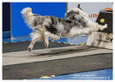 TRAILBLAZERS FLYBALL EVENT 11/6/22