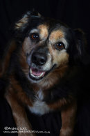 OUR MUCH MISSED BOY BUSTER