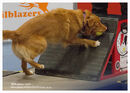 TRAILBLAZERS FLYBALL EVENT 11/6/22