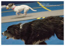 TRAILBLAZERS FLYBALL EVENT 11/6/22