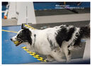 TRAILBLAZERS FLYBALL EVENT 11/6/22