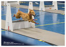 TRAILBLAZERS FLYBALL EVENT 11/6/22