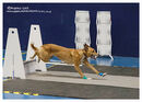 TRAILBLAZERS FLYBALL EVENT 11/6/22