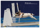 TRAILBLAZERS FLYBALL EVENT 11/6/22