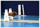 TRAILBLAZERS FLYBALL EVENT 11/6/22