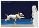 TRAILBLAZERS FLYBALL EVENT 11/6/22