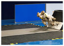 TRAILBLAZERS FLYBALL EVENT 11/6/22