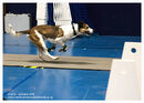 TRAILBLAZERS FLYBALL EVENT 11/6/22