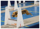 TRAILBLAZERS FLYBALL EVENT 11/6/22