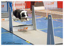 TRAILBLAZERS FLYBALL EVENT 11/6/22