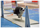 TRAILBLAZERS FLYBALL EVENT 11/6/22