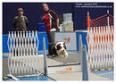TRAILBLAZERS FLYBALL EVENT 11/6/22