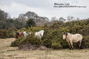 NEW FOREST 2018
