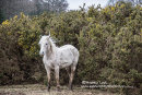 NEW FOREST 2018