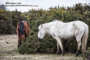 NEW FOREST 2018