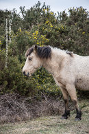 NEW FOREST 2018