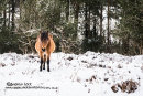 NEW FOREST 2018