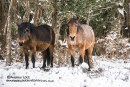 NEW FOREST 2018