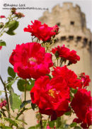 "FLOWERS AND CASTLE"