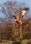 "KITE IN FLIGHT"