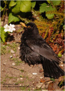 "RUFFLED FEATHERS"