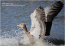 "SPLASH DOWN"