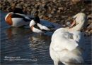 "THE SWANS LAKE"